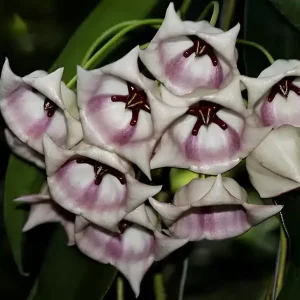 Hoya archboldiana
