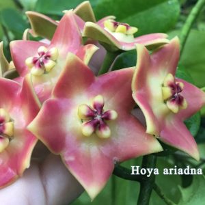 Hoya ariadna ( rooted cutting )