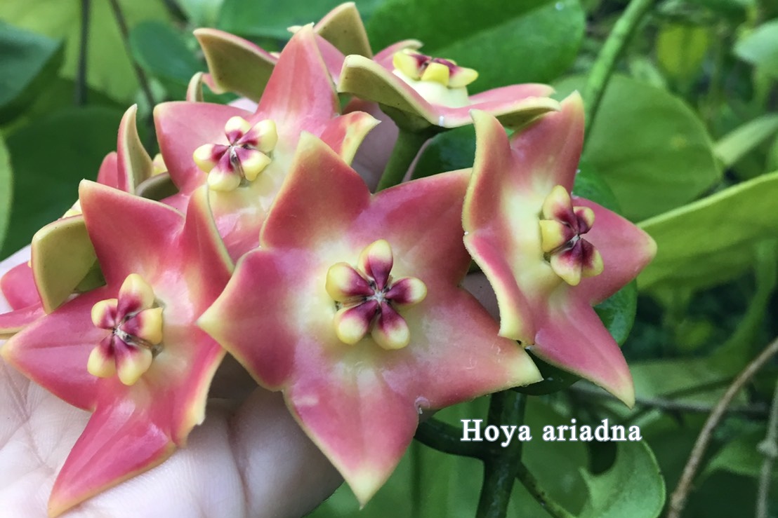 Hoya ariadna ( rooted cutting )