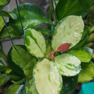 Hoya australis australis variegata ( rooted cutting )