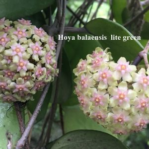 Hoya balaensis light green ( rooted cutting )
