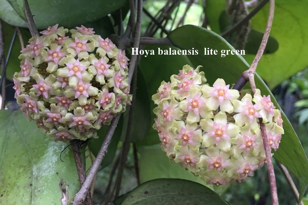 Hoya balaensis light green ( rooted cutting )