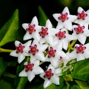 Hoya bella ( rooted cutting )