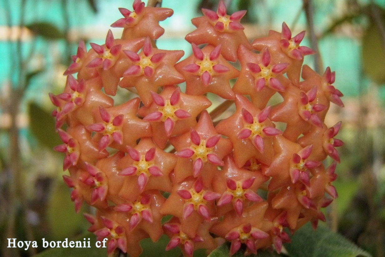 Hoya bordenii CF. (large)