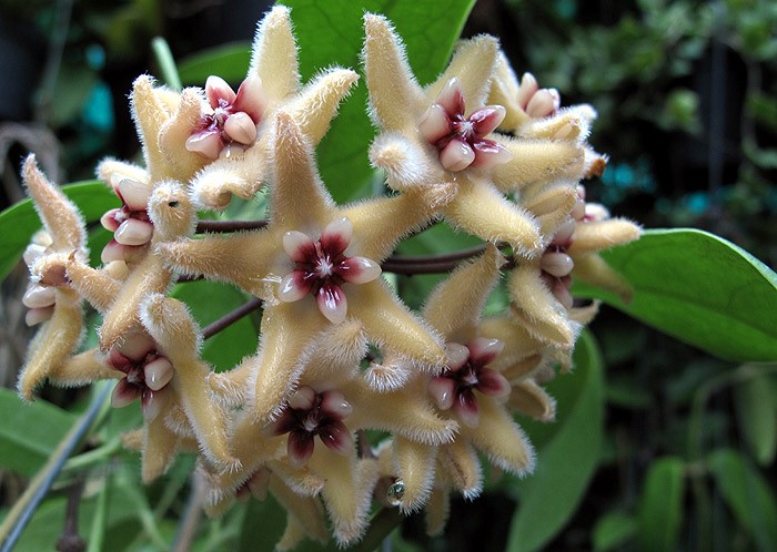 Hoya buotii (Large) - Image 2