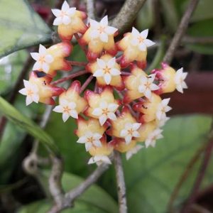 Hoya callistophylla Apocynaceae( rooted cutting )