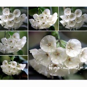Hoya campanulata ( rooted cutting )