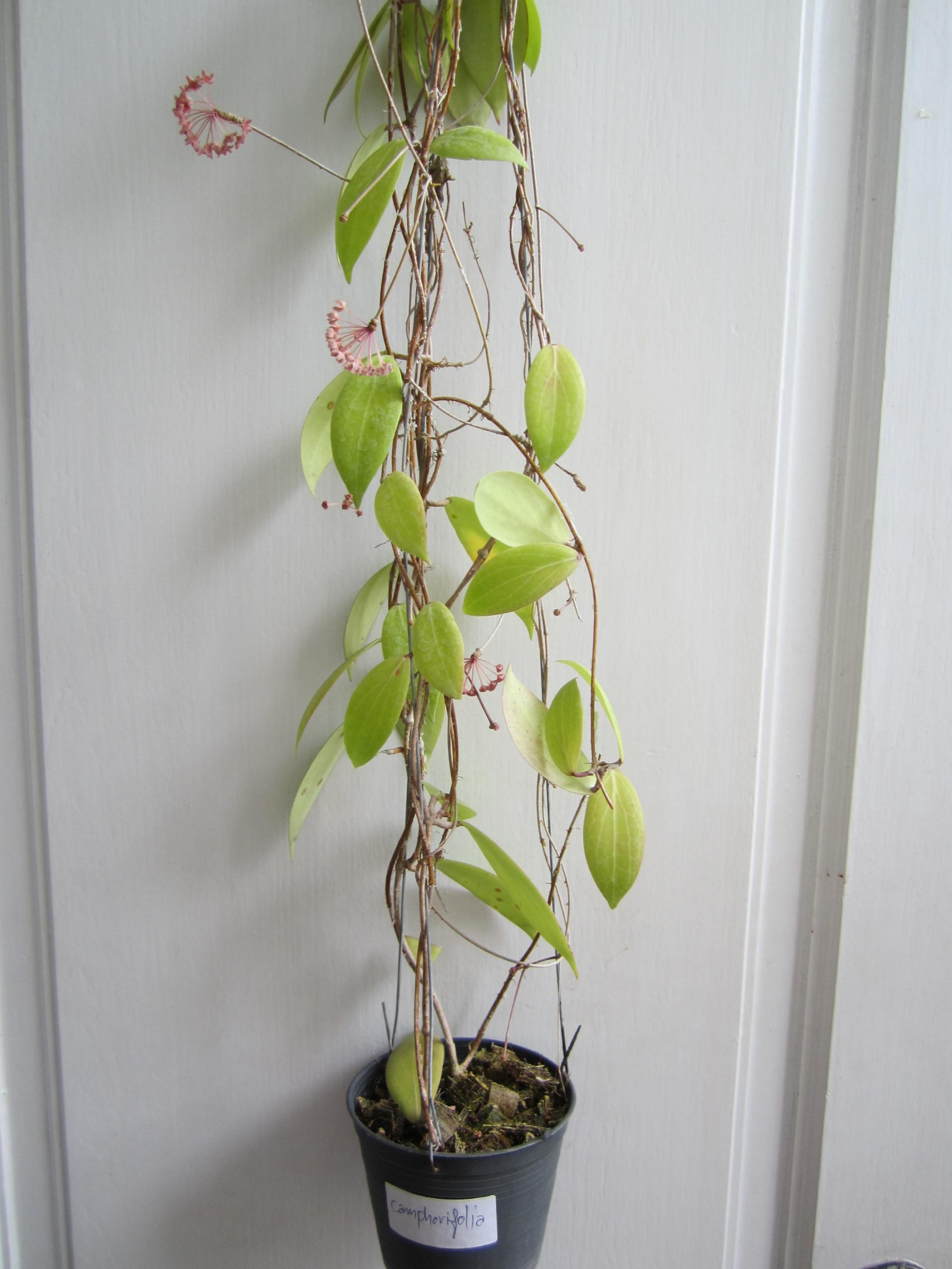 Hoya camphoripholia (Large)