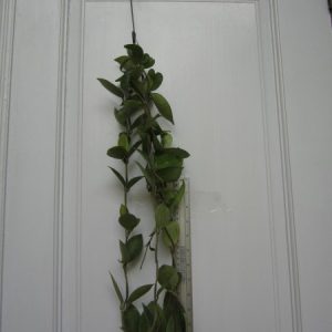 Hoya carnosa pink color (large)