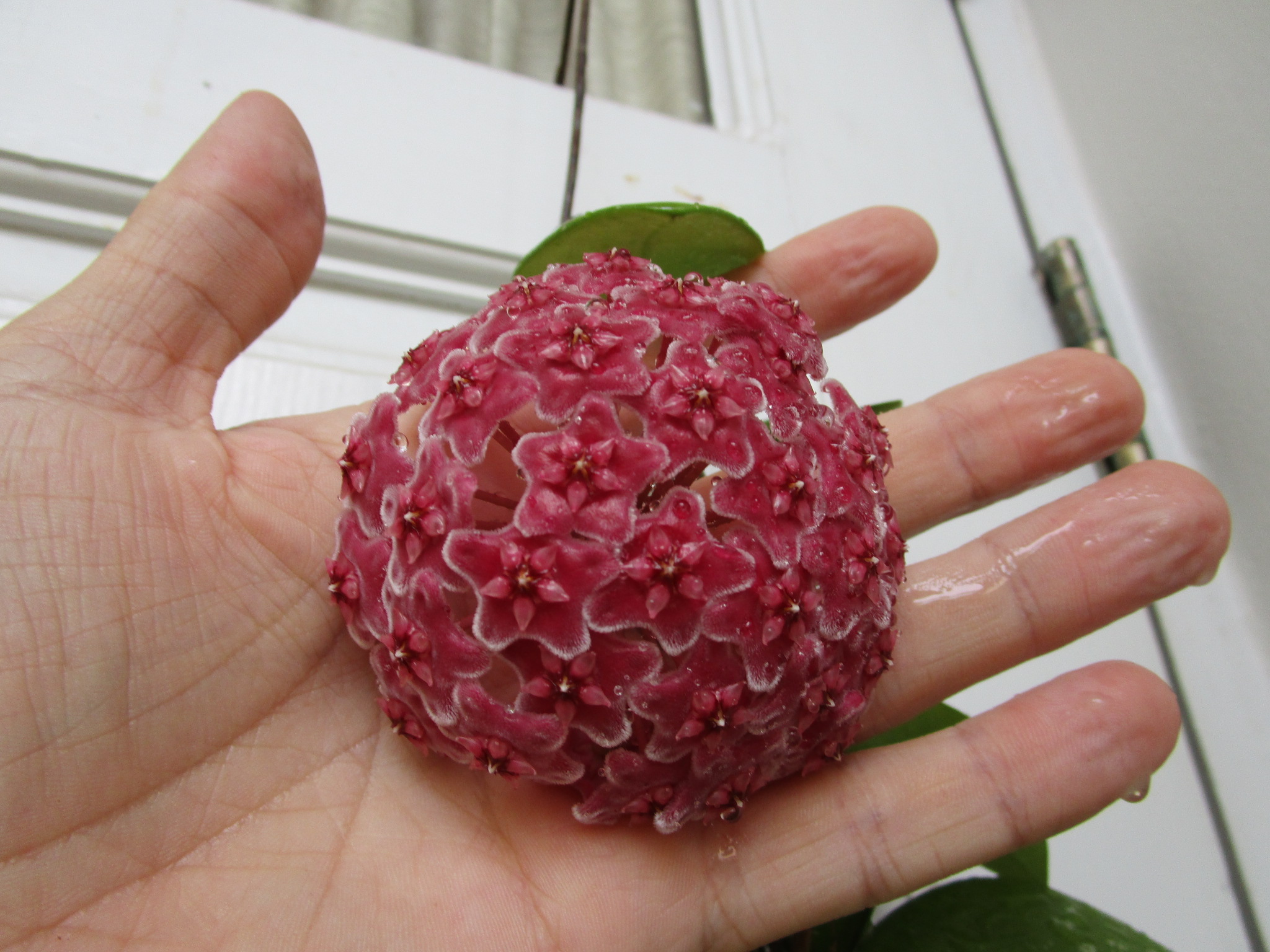 Hoya carnosa GREY GHOST, NEW!!!!! ( rooted cutting ) - Image 2