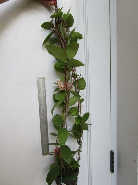 Hoya carnosa snowball (large)