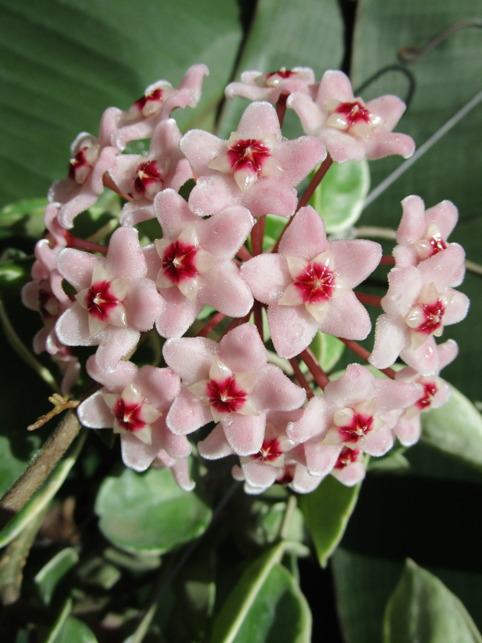 Hoya carnosa x shepherdii (Hoya CV minobelle) (large)