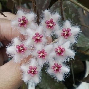 Hoya caudata ( rooted cutting )