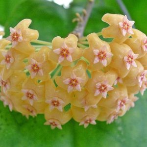 Hoya chuniana  PNG 6 (large)