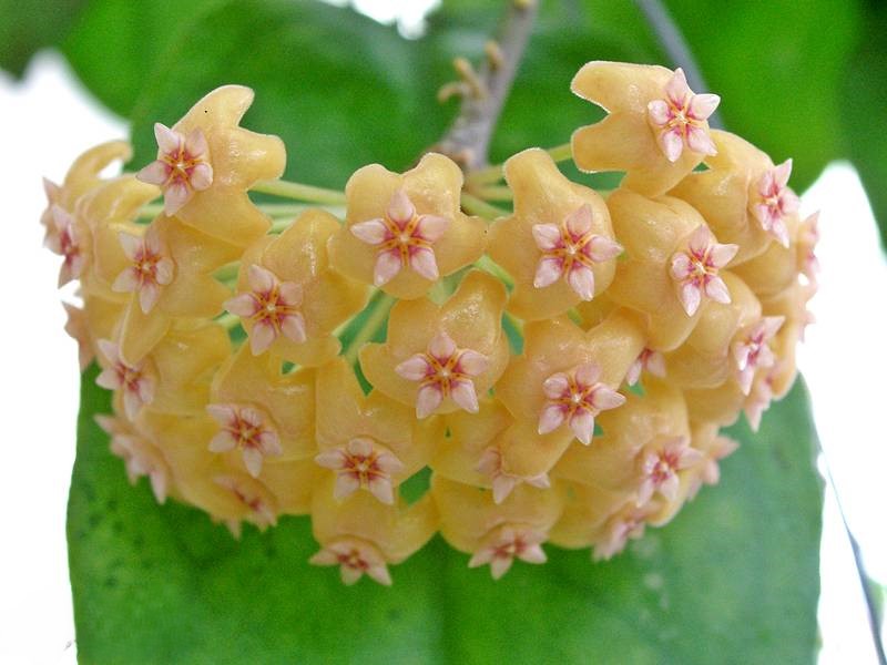 Hoya chuniana PNG 6 (large)