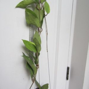 Hoya cinnamomifolia (large)