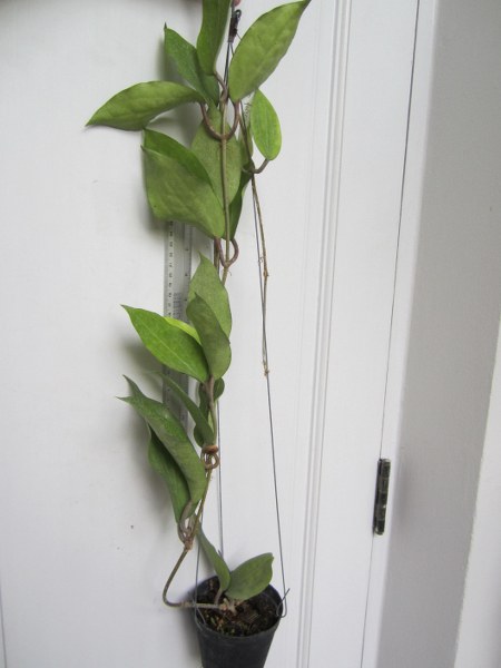 Hoya cinnamomifolia (large)