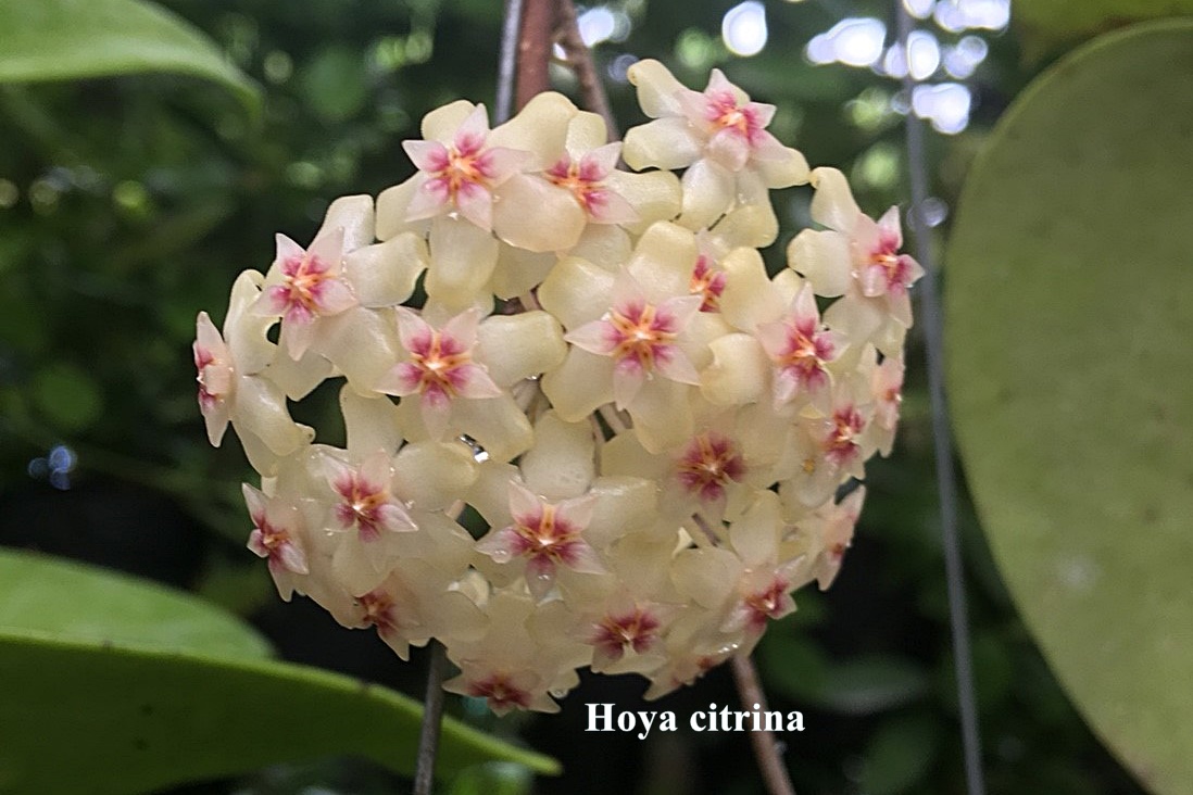 Hoya citrina(large)