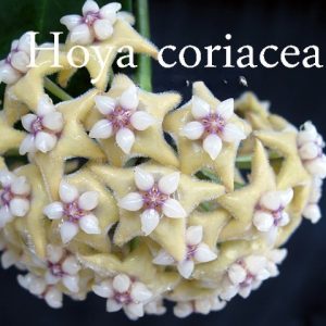 Hoya cf. coriacea  ( rooted cutting )