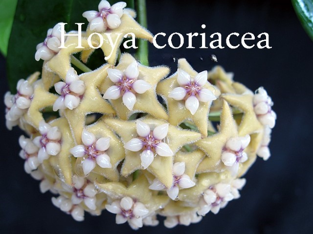 Hoya cf. coriacea ( rooted cutting )