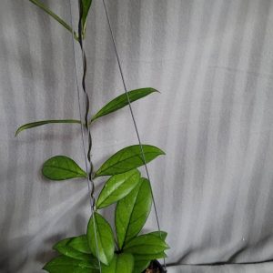Hoya crassipetiolata (large)