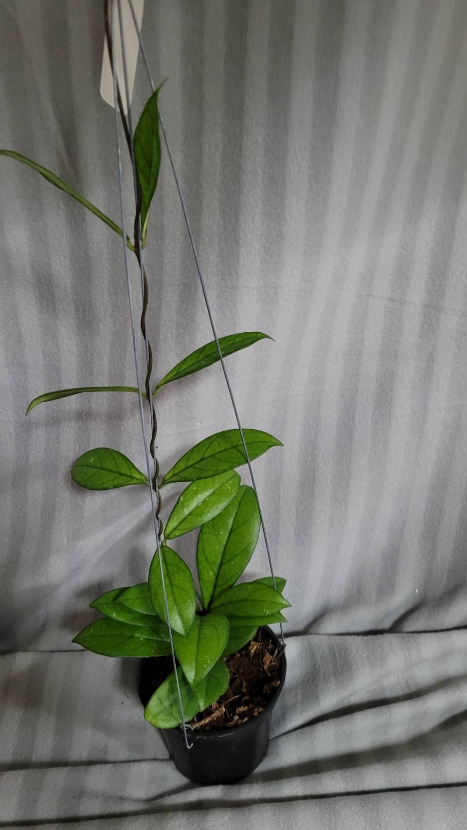 Hoya crassipetiolata (large)