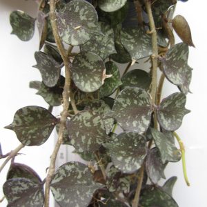 Hoya curtisii silver  ( rooted cutting )