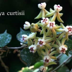 Hoya curtisii ( rooted cutting )