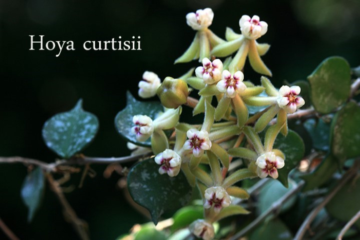 Hoya curtisii ( rooted cutting )