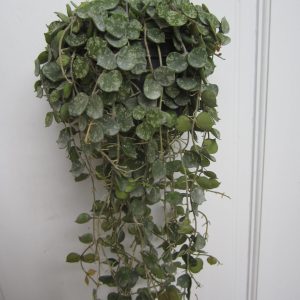 Hoya curtisii (large)