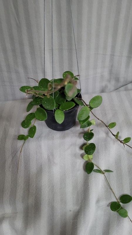 Hoya carnosa x serpens (Hoya CV mathilde) (large plant)