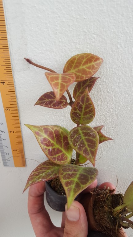Hoya cv sunrise ( rooted cutting )