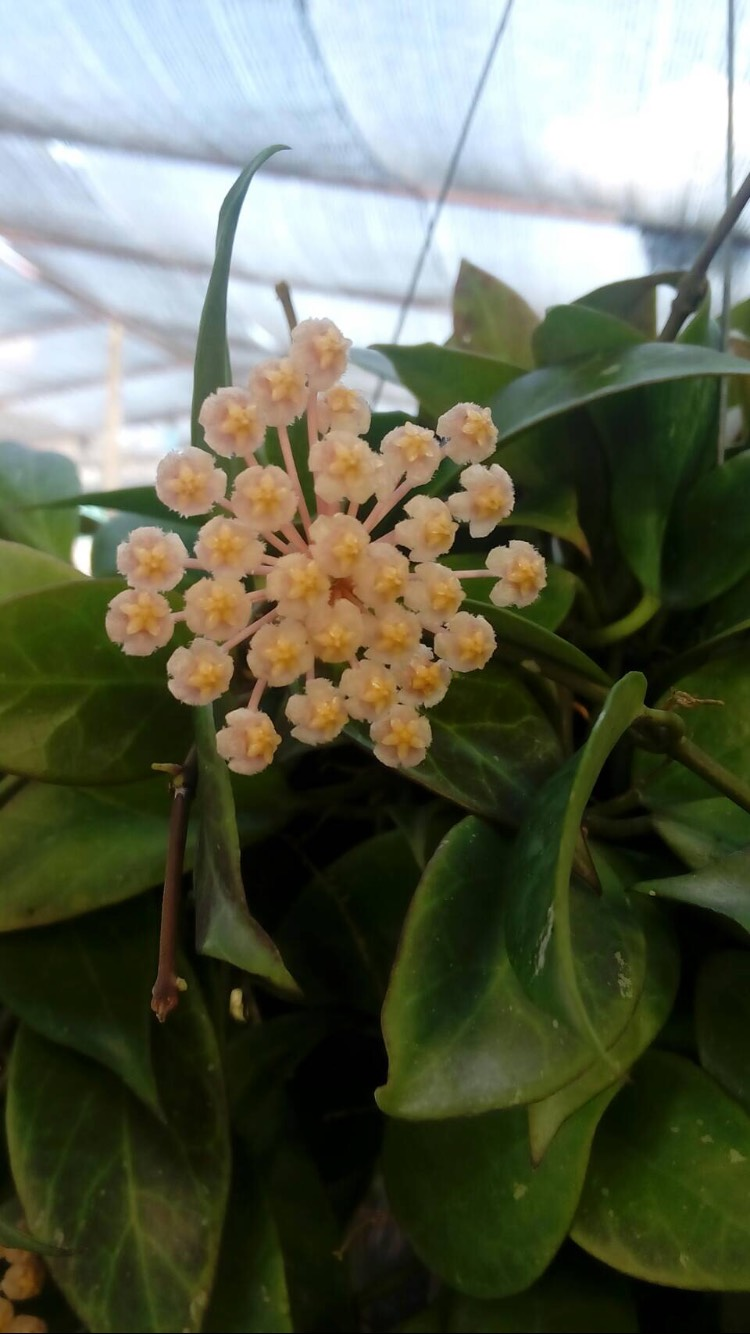 Hoya sunrise (large) - Image 2
