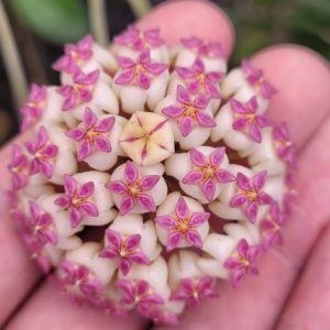 Hoya patcharawalai (large)