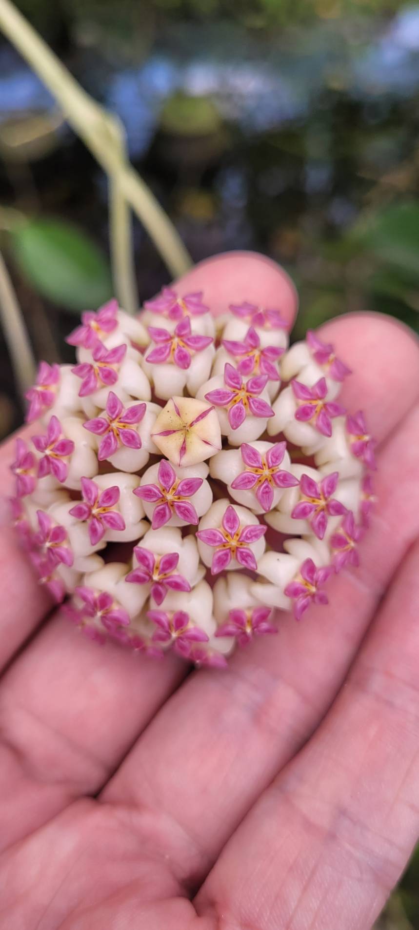 Hoya patcharawalai (large)