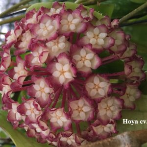 Hoya cv Jennifer (large)