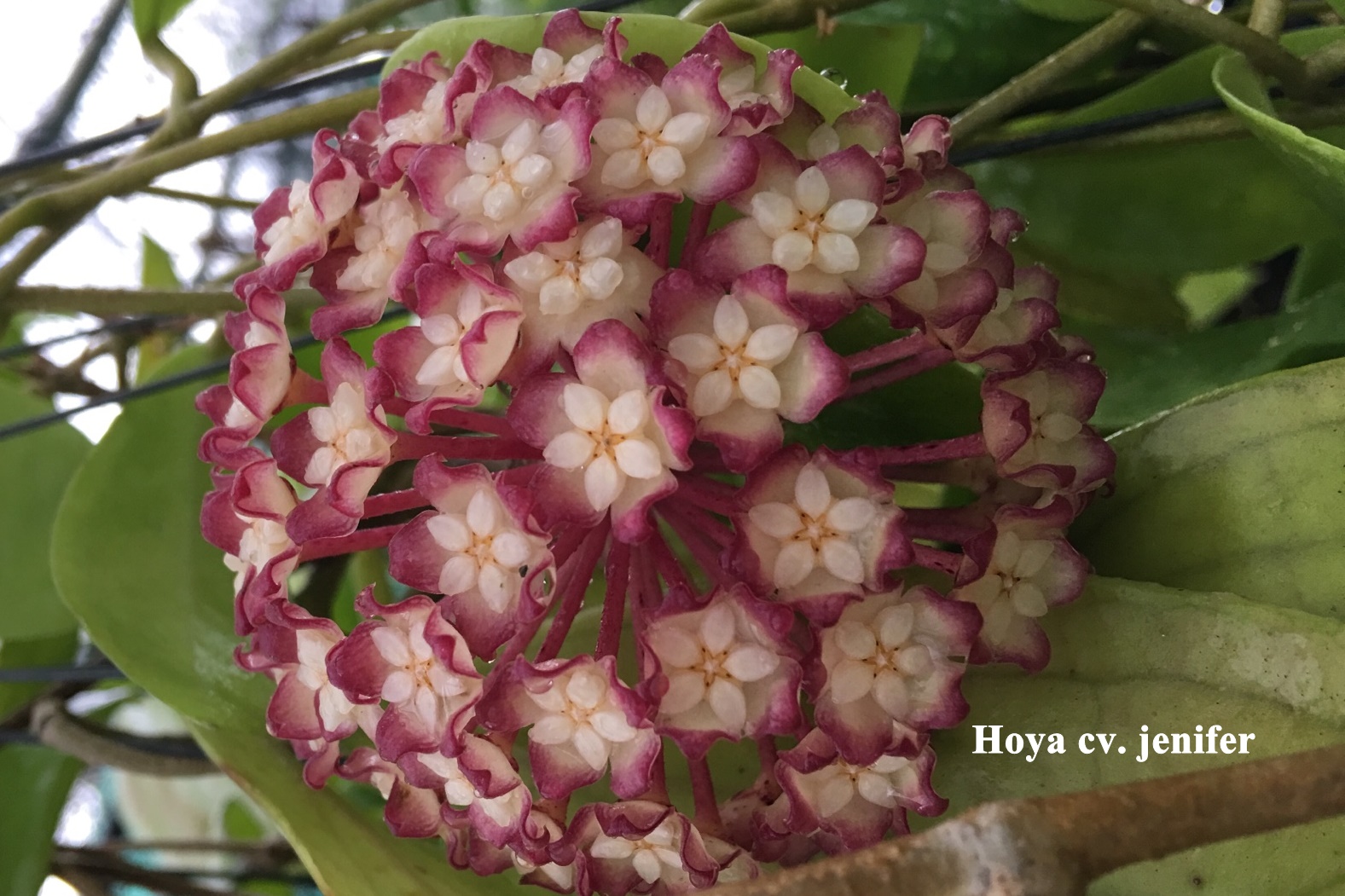 Hoya cv Jennifer (large)