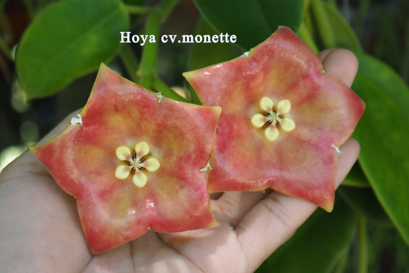 Hoya monette ( rooted cutting )
