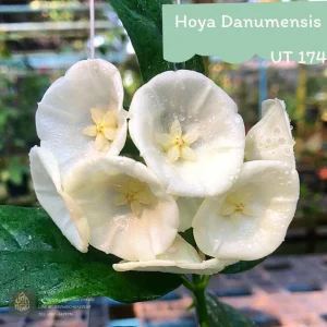 Hoya danumensis ( rooted cutting )