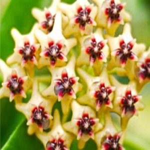 Hoya densifolia ( rooted cutting )