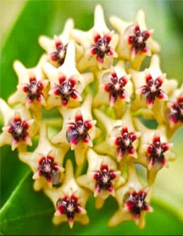Hoya densifolia ( rooted cutting )