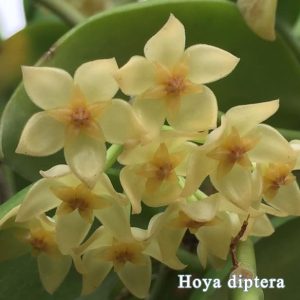 Hoya diptera (large)