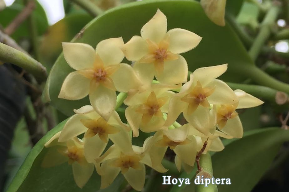Hoya diptera (large)