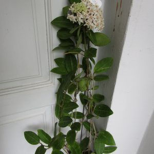 Hoya elliptica circle leaves (large)