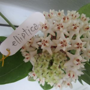 Hoya eliptica circle leaves  ( rooted cutting )