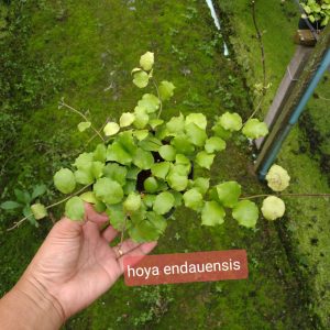 Hoya endauensis (large)