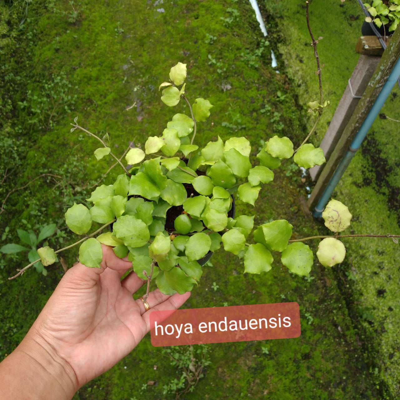 Hoya endauensis (large)