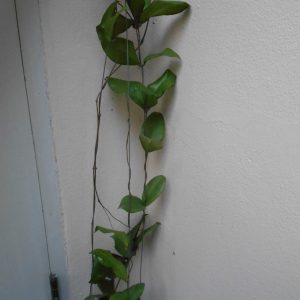 Hoya erythrostemma aff Sumatra (large)