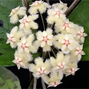 Hoya erythrina circle leaf  ( rooted cutting )
