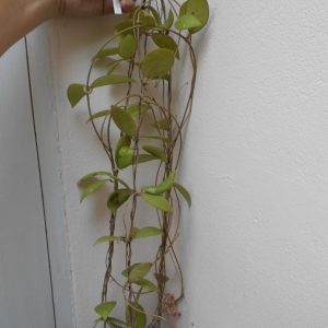 Hoya erythrostemma pink (large)